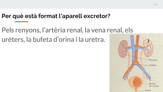 Pels renyons, l’artèria renal, la vena renal, els
urèters, la bufeta d’orina i la uretra.
 