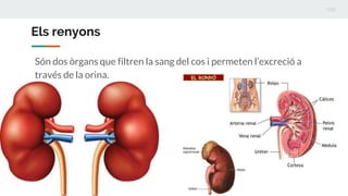 Els renyons
Són dos òrgans que filtren la sang del cos i permeten l’excreció a
través de la orina.
 