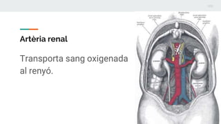 Artèria renal
Transporta sang oxigenada
al renyó.
 