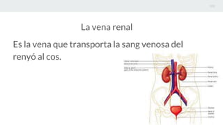 La vena renal
Es la vena que transporta la sang venosa del
renyó al cos.
 