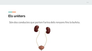 Els urèters
Són dos conductes que porten l’orina dels renyons fins la bufeta.
 
