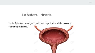 La bufeta urinària.
La bufeta és un òrgan buit que rep l’orina dels urèters i
l’emmagatzema.
 