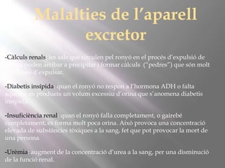 Malalties de l’aparell
excretor
-Càlculs renals: les sals que circulen pel ronyó en el procés d’expulsió de
l’orina poden arribar a precipitar i formar càlculs (“pedres”) que són molt
doloroses d’expulsar.
-Diabetis insípida: quan el ronyó no respon a l’hormona ADH o falta
aquesta, es produeix un volum excessiu d’orina que s’anomena diabetis
insípida.
-Insuficiència renal: quan el ronyó falla completament, o gairebé
completament, es forma molt poca orina. Això provoca una concentració
elevada de substàncies tòxiques a la sang, fet que pot provocar la mort de
una persona.
-Urèmia: augment de la concentració d’urea a la sang, per una disminució
de la funció renal.

 