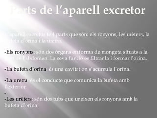 Parts de l’aparell excretor
L’aparell excretor te 4 parts que són: els ronyons, les urèters, la
bufeta d’orina i la uretra.
-Els ronyons: són dos òrgans en forma de mongeta situats a la
part de l’abdomen. La seva funció és filtrar la i formar l’orina.
-La bufeta d’orina: és una cavitat on s’acumula l’orina.
-La uretra: és el conducte que comunica la bufeta amb
l’exterior.
-

-Les urèters: són dos tubs que uneixen els ronyons amb la
bufeta d’orina.

 