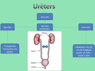 Que són
Són dos
conductes
Que fan Com són
Transportan
l’orina fins a la
bufeta
Medeixen uns 25
cm de longitud
tenen un color
tirant a beix
 