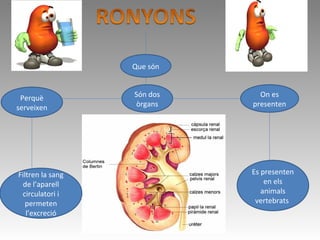 Que són
Són dos
òrgans
On es
presenten
Es presenten
en els
animals
vertebrats
Perquè
serveixen
Filtren la sang
de l’aparell
circulatori i
permeten
l’excreció
 