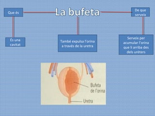 Que és
És una
cavitat
De que
serveix
Serveix per
acumular l’orina
que li arriba des
dels urèters
També expulsa l’orina
a través de la uretra
 