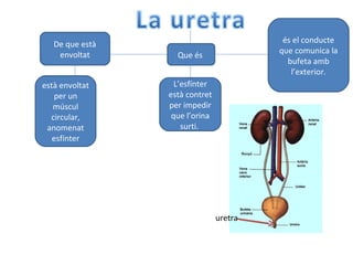 Que és
és el conducte
que comunica la
bufeta amb
l’exterior.
De que està
envoltat
està envoltat
per un
múscul
circular,
anomenat
esfínter
L’esfínter
està contret
per impedir
que l’orina
surti.
uretra
 
