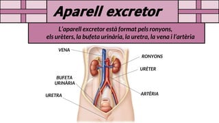 𝗔𝗽𝗮𝗿𝗲𝗹𝗹 𝗲𝘅𝗰𝗿𝗲𝘁𝗼𝗿
L’aparell excretor està format pels ronyons,
els urèters, la bufeta urinària, la uretra, la vena i l’artèria
RONYONS
URÈTER
BUFETA
URINÀRIA
URETRA
VENA
ARTÈRIA
 