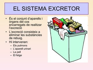 EL SISTEMA EXCRETOR És el conjunt d’aparells i òrgans del cos encarregats de realitzar l’excreció L’excreció consisteix a eliminar les substàncies de rebuig. Hi intervenen: Els pulmons L’aparell urinari La pell El fetge 
