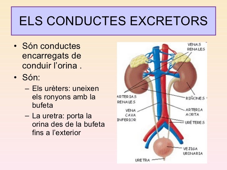 Aparell excretor p. point