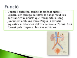 

L'aparell excretor, també anomenat aparell
urinari, s'encarrega de filtrar la sang: recull les
substàncies residuals que transporta la sang
juntament amb una mica d'aigua, i expulsa
aquestes substàncies del cos en forma d'orina. Està
format pels ronyons i les vies urinàries.

 