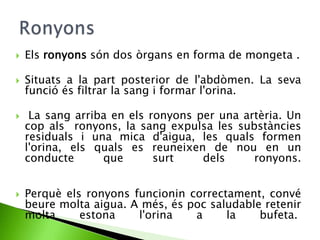 

Els ronyons són dos òrgans en forma de mongeta .



Situats a la part posterior de l'abdòmen. La seva
funció és filtrar la sang i formar l'orina.





La sang arriba en els ronyons per una artèria. Un
cop als ronyons, la sang expulsa les substàncies
residuals i una mica d'aigua, les quals formen
l'orina, els quals es reuneixen de nou en un
conducte
que
surt
dels
ronyons.
Perquè els ronyons funcionin correctament, convé
beure molta aigua. A més, és poc saludable retenir
molta
estona
l'orina
a
la
bufeta.

 