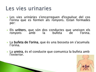 

Les vies urinàries s'encarreguen d'expulsar del cos
l'orina que es formen als ronyons. Estan formades
per:



Els urèters, que són dos conductes que uneixen els
ronyons
amb
la
bufeta
de
l'orina.



La bufeta de l'orina, que és una bosseta on s'acumula
l’orina.



La uretra, és el conducte que comunica la bufeta amb
l'exterior.

 