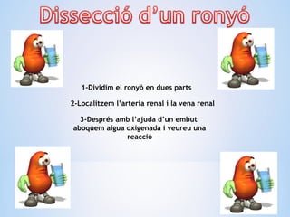 1-Dividim el ronyó en dues parts
2-Localitzem l’arteria renal i la vena renal
3-Després amb l’ajuda d’un embut
aboquem aigua oxigenada i veureu una
reacció
 