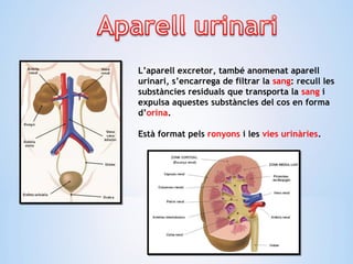 L’aparell excretor, també anomenat aparell
urinari, s’encarrega de filtrar la sang: recull les
substàncies residuals que transporta la sang i
expulsa aquestes substàncies del cos en forma
d’orina.
Està format pels ronyons i les vies urinàries.
 