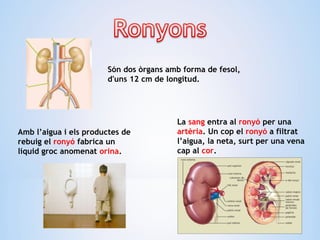 La sang entra al ronyó per una
artèria. Un cop el ronyó a filtrat
l’aigua, la neta, surt per una vena
cap al cor.
Són dos òrgans amb forma de fesol,
d'uns 12 cm de longitud.
Amb l’aigua i els productes de
rebuig el ronyó fabrica un
líquid groc anomenat orina.
 