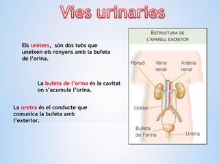 Els urèters, són dos tubs que
uneixen els ronyons amb la bufeta
de l’orina.
La bufeta de l’orina és la cavitat
on s’acumula l’orina.
La uretra és el conducte que
comunica la bufeta amb
l’exterior.
 