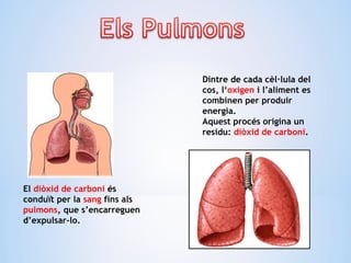 Dintre de cada cèl·lula del
cos, l‘oxigen i l’aliment es
combinen per produir
energia.
Aquest procés origina un
residu: diòxid de carboni.
El diòxid de carboni és
conduït per la sang fins als
pulmons, que s’encarreguen
d’expulsar-lo.
 