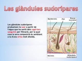 Les glàndules sudorípares
produeixen la suor a partir de
l'aigua que ha sortit dels capil·lars
sanguinis per filtració, per la qual
cosa la seva composició és semblant
a la d'una orina molt diluïda.
 