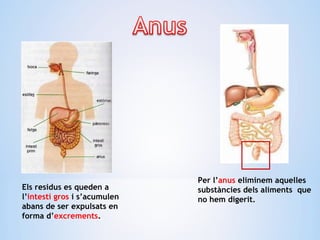 Per l’anus eliminem aquelles
substàncies dels aliments que
no hem digerit.
Els residus es queden a
l’intestí gros i s’acumulen
abans de ser expulsats en
forma d’excrements.
 