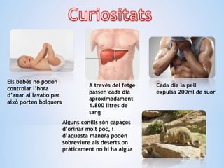 Cada dia la pell
expulsa 200ml de suor
A través del fetge
passen cada dia
aproximadament
1.800 litres de
sang
Els bebés no poden
controlar l’hora
d’anar al lavabo per
això porten bolquers
Alguns conills són capaços
d’orinar molt poc, i
d’aquesta manera poden
sobreviure als deserts on
pràticament no hi ha aigua
 