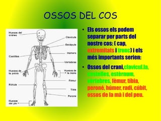 OSSOS DEL COS 
● Els ossos els podem 
separar per parts del 
nostre cos: ( cap, 
extremitats i tronc) i els 
més importants serien: 
● Ossos del crani,clavícul.la, 
costelles, estèrnum, 
vèrtebres, fèmur, tíbia, 
peroné, húmer, radi, cúbit, 
ossos de la mà i del peu. 
 
