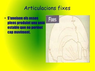 Articulacions fixes 
● S'uneixen els ossos 
plens produint una unió 
estable que no permet 
cap moviment. 
 
