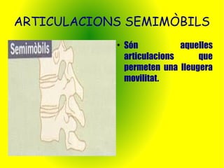 ARTICULACIONS SEMIMÒBILS 
● Són aquelles 
articulacions que 
permeten una lleugera 
movilitat. 
 