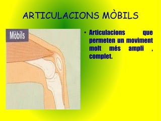 ARTICULACIONS MÒBILS 
● Articulacions que 
permeten un moviment 
molt més ampli , 
complet. 
 