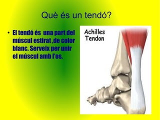 Què és un tendó? 
● El tendó és una part del 
múscul estirat ,de color 
blanc. Serveix per unir 
el múscul amb l'os. 
 
