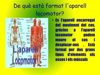 De què està format l'aparell 
locomotor? 
● Es l'aparell encarregat 
del moviment del cos, 
gràcies a l'aparell 
locomotor podem 
moure el cos i 
desplazar-nos . Està 
format per dos grans 
tipus d'elements els 
ossos i els músculs 
 