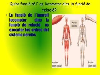 Quina funció té l' ap. locomotor dins la funció de 
relació? 
● La funcíó de l´áparell 
locomotor dins la 
funció de relació és 
executar les ordres del 
sistema nerviós 
 