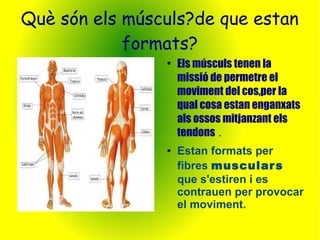 Què són els músculs?de que estan 
formats? 
● Els músculs tenen la 
missió de permetre el 
moviment del cos,per la 
qual cosa estan enganxats 
als ossos mitjanzant els 
tendons . 
● Estan formats per 
fibres musculars 
que s'estiren i es 
contrauen per provocar 
el moviment. 
 