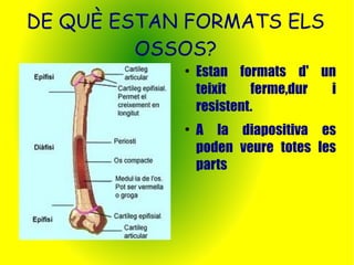 DE QUÈ ESTAN FORMATS ELS 
OSSOS? 
● Estan formats d' un 
teixit ferme,dur i 
resistent. 
● A la diapositiva es 
poden veure totes les 
parts 
 