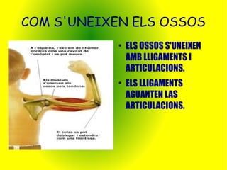 COM S'UNEIXEN ELS OSSOS 
● ELS OSSOS S'UNEIXEN 
AMB LLIGAMENTS I 
ARTICULACIONS. 
● ELS LLIGAMENTS 
AGUANTEN LAS 
ARTICULACIONS. 
 