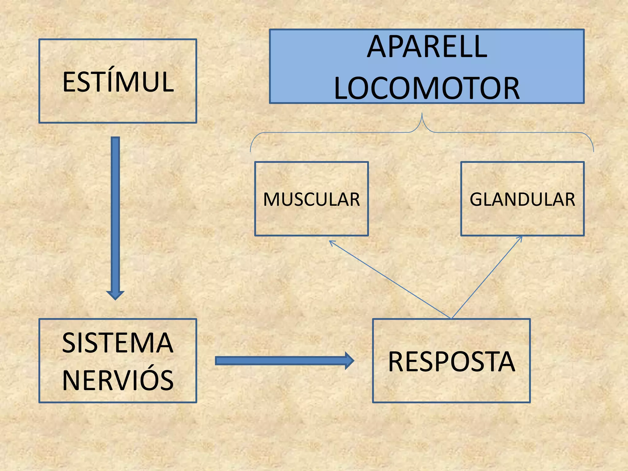 ESTÍMUL
SISTEMA
NERVIÓS
RESPOSTA
MUSCULAR GLANDULAR
APARELL
LOCOMOTOR