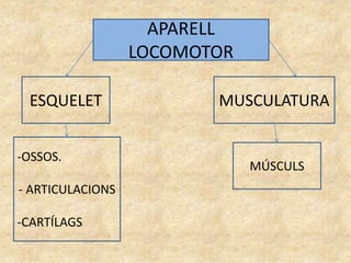 APARELL
LOCOMOTOR
ESQUELET MUSCULATURA
-OSSOS.
- ARTICULACIONS
-CARTÍLAGS
MÚSCULS