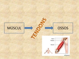 MÚSCUL OSSOS