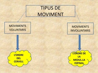 TIPUS DE
MOVIMENT
MOVIMENTS
VOLUNTARIS
MOVIMENTS
INVOLUNTARIS
L’ORDRE
DEL
CERVELL
L’ORDRE DE
LA
MEDUL.LA
ESPINAL