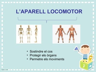 L’APARELL LOCOMOTOR
• Sostindre el cos
• Protegir els òrgans
• Permetre els moviments
 