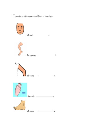 Escriu el nom d’un os de




        el cap




        la cama




        el braç




         la mà




        el peu
 