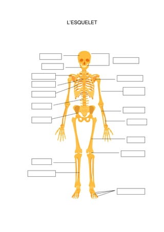 L’ESQUELET
 