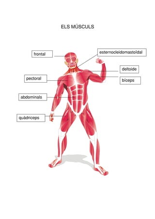 ELS MÚSCULS




       frontal                 esternocleidomastoïdal



                                          deltoide

   pectoral                               bíceps



abdominals



quàdriceps
 