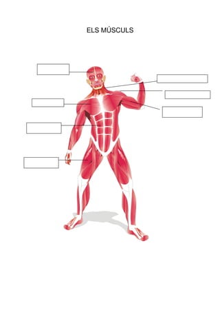 ELS MÚSCULS
 
