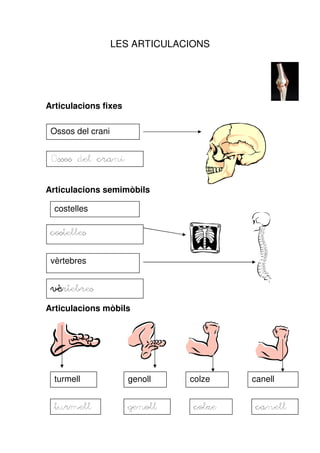 LES ARTICULACIONS




Articulacions fixes

 Ossos del crani


 Ossos del crani


Articulacions semimòbils

  costelles

 costelles

 vèrtebres


 vèrtebres
 vèrtebres

Articulacions mòbils




  turmell             genoll    colze    canell


  turmell             genoll     colze    canell
 