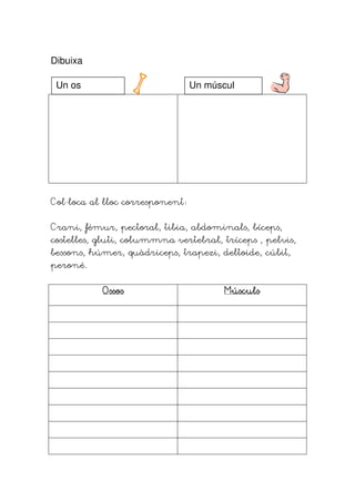 Dibuixa

 Un os                          Un múscul




Col·loca al lloc corresponent


Crani, fémur, pectoral, tibia, abdominals, bíceps,
costelles, gluti, colummna vertebral, tríceps , pelvis,
bessons, húmer, quàdriceps, trapezi, deltoide, cúbit,
peroné.


           Ossos                       Músculs
 