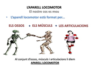 L’APARELL LOCOMOTOR
El nostre cos es mou
• L’aparell locomotor està format per...
ELS OSSOS ELS MÚSCULS LES ARTICULACIONS+ +
Al conjunt d’ossos, músculs i articulacions li diem
APARELL LOCOMOTOR
 