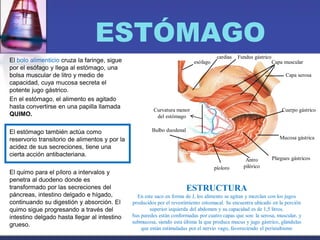 ESTÓMAGO
El bolo alimenticio cruza la faringe, sigue
por el esófago y llega al estómago, una
bolsa muscular de litro y medio de
capacidad, cuya mucosa secreta el
potente jugo gástrico.
En el estómago, el alimento es agitado
hasta convertirse en una papilla llamada
QUIMO.
El estómago también actúa como
reservorio transitorio de alimentos y por la
acidez de sus secreciones, tiene una
cierta acción antibacteriana.
El quimo para el píloro a intervalos y
penetra al duodeno donde es
transformado por las secreciones del
páncreas, intestino delgado e hígado,
continuando su digestión y absorción. El
quimo sigue progresando a través del
intestino delgado hasta llegar al intestino
grueso.
ESTRUCTURA
En este saco en forma de J, los alimento se agitan y mezclan con los jugos
producidos por el revestimiento estomacal. Se encuentra ubicado en la porción
superior izquierda del abdomen y su capacidad es de 1,5 litros.
Sus paredes están conformadas por cuatro capas que son: la serosa, muscular, y
submucosa, siendo esta última la que produce mucus y jugo gástrico, glándulas
que están estimuladas por el nervio vago, favoreciendo el peristaltismo
esófago
cardias Fundus gástrico
Capa muscular
Capa serosa
Cuerpo gástrico
Mucosa gástrica
Pliegues gástricosAntro
pilóricopíoloro
Bulbo duodenal
Curvatura menor
del estómago
 