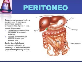 PERITONEO
Bolsa membranosa que envuelve a
una gran parte de los órganos
abdominales, rodeando
completamente a algunos de ellos.
Consta de dos capas:
1. Capa Parietal que se adosa a
las paredes de la cavidad
abdominal,
2. Visceral, que se introduce
entre las vísceras y las
envuelve y fija.
Dentro de esta bolsa se
encuentran el hígado, el
estómago, el intestino delgado
y casi todo el grueso y el bazo
Mesenterio
Estómago
bazo
Hígado
 